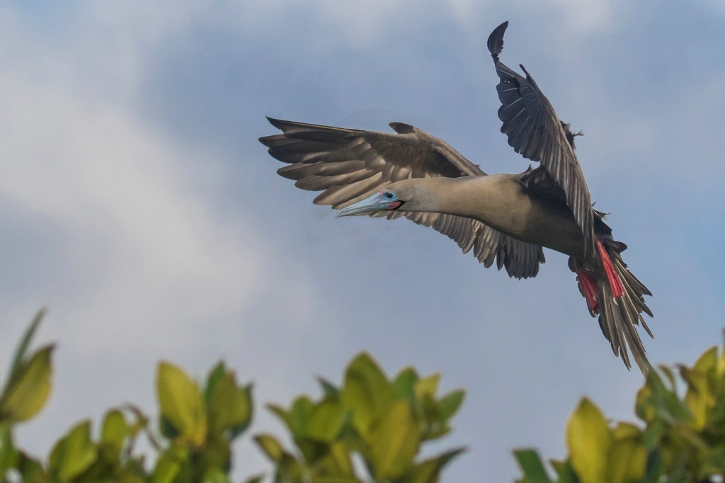 Red-Footed Booby Landing