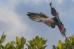 Red-Footed Booby ...