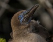 Inmature Booby