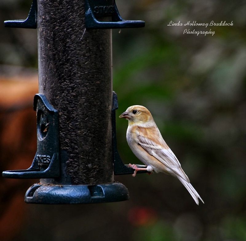 Gold Finch