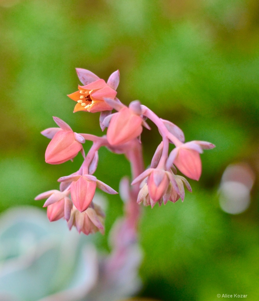 Peachglow Spiking Echeveria - ID: 15302392 © Alice Kozar