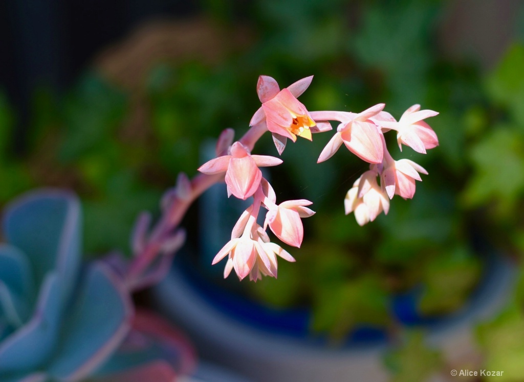 Spiking Echeveria in early Sunlight