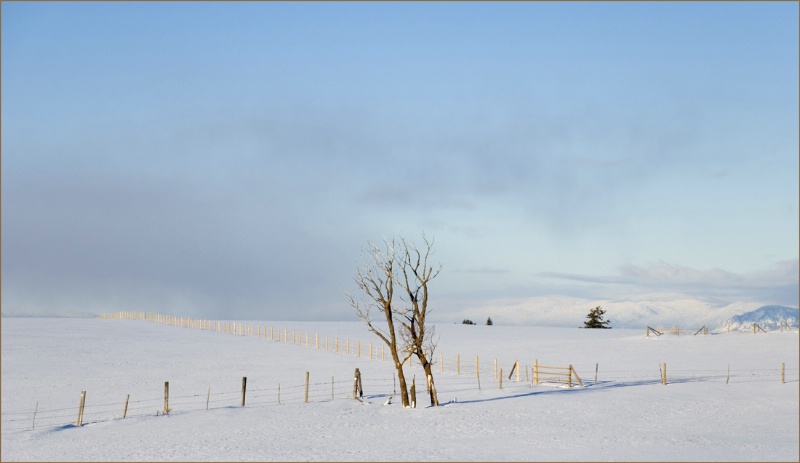 Winter Aspens and Fences