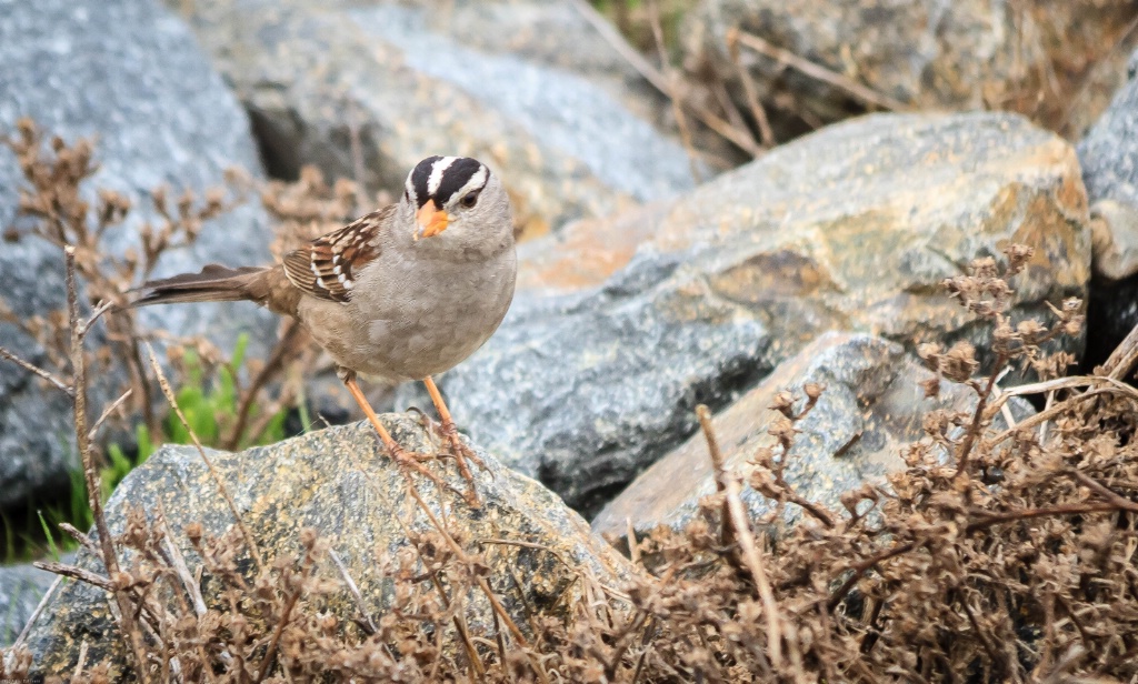 White Crowned Sparrow (named Jack)