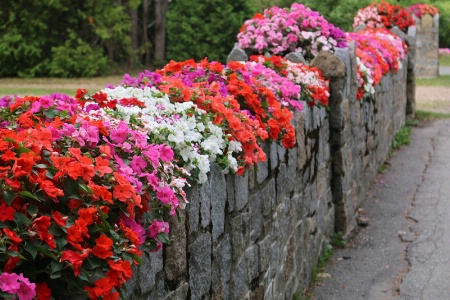 Natural Floral Wall