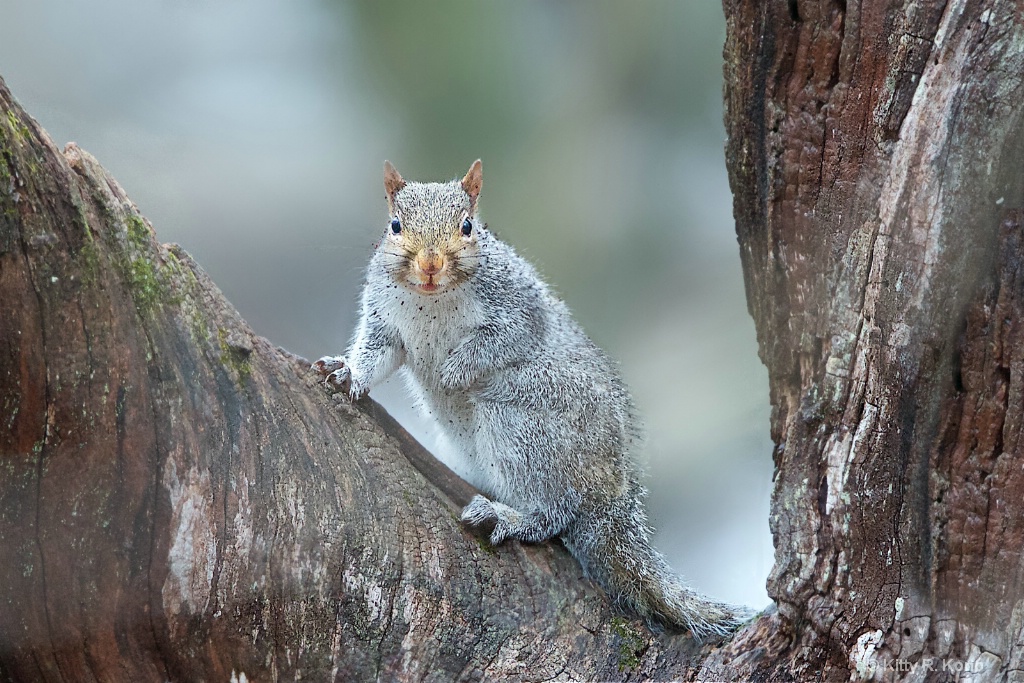 Dirty Little Squirrel - ID: 15302509 © Kitty R. Kono