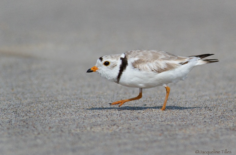 Piping Plover - ID: 15302526 © Jacqueline A. Tilles