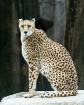 The Big Cat Portr...