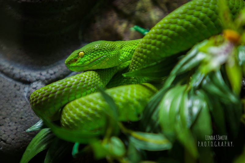 green with a splash of yellow