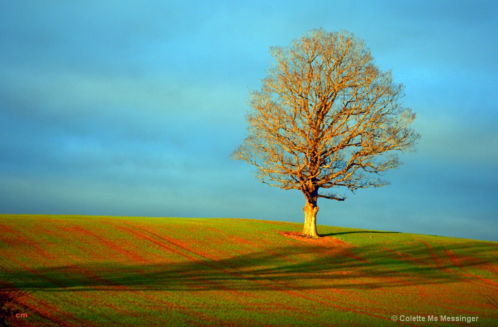 WINTER TREE 17.JPG