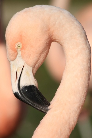 flamingo profile 2