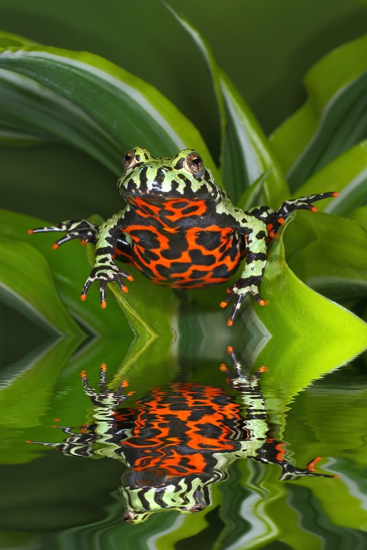 Tomato Frog Reflected