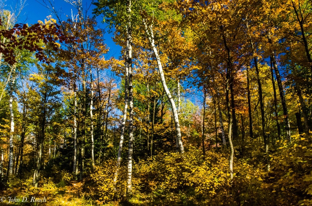 Autumn in Forest - ID: 15304074 © John D. Roach