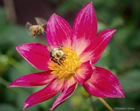 Two on a Bloom