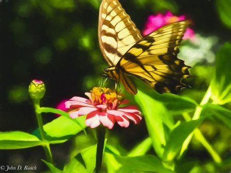Butterfly at the Zinnia