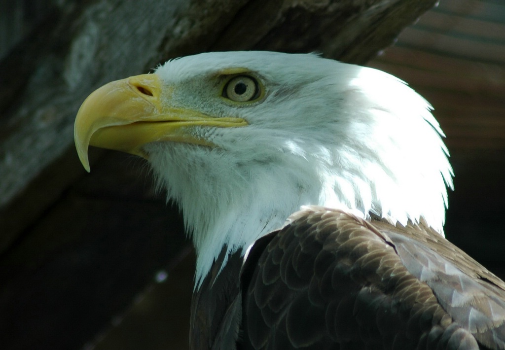 The Mighty Eagle - ID: 15304423 © Malcolm Mac Bride