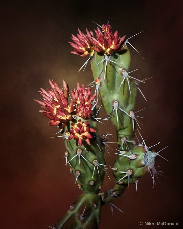 Cactus Flower