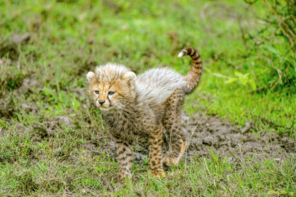 Playful - ID: 15304515 © James R. Lipps