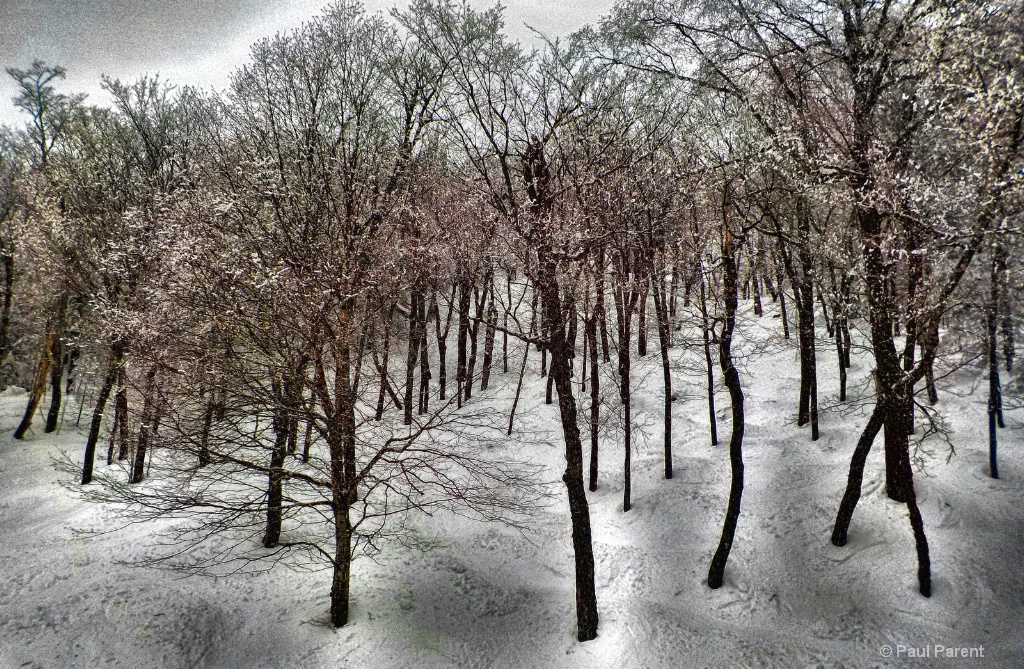 The Strange Winter Forest