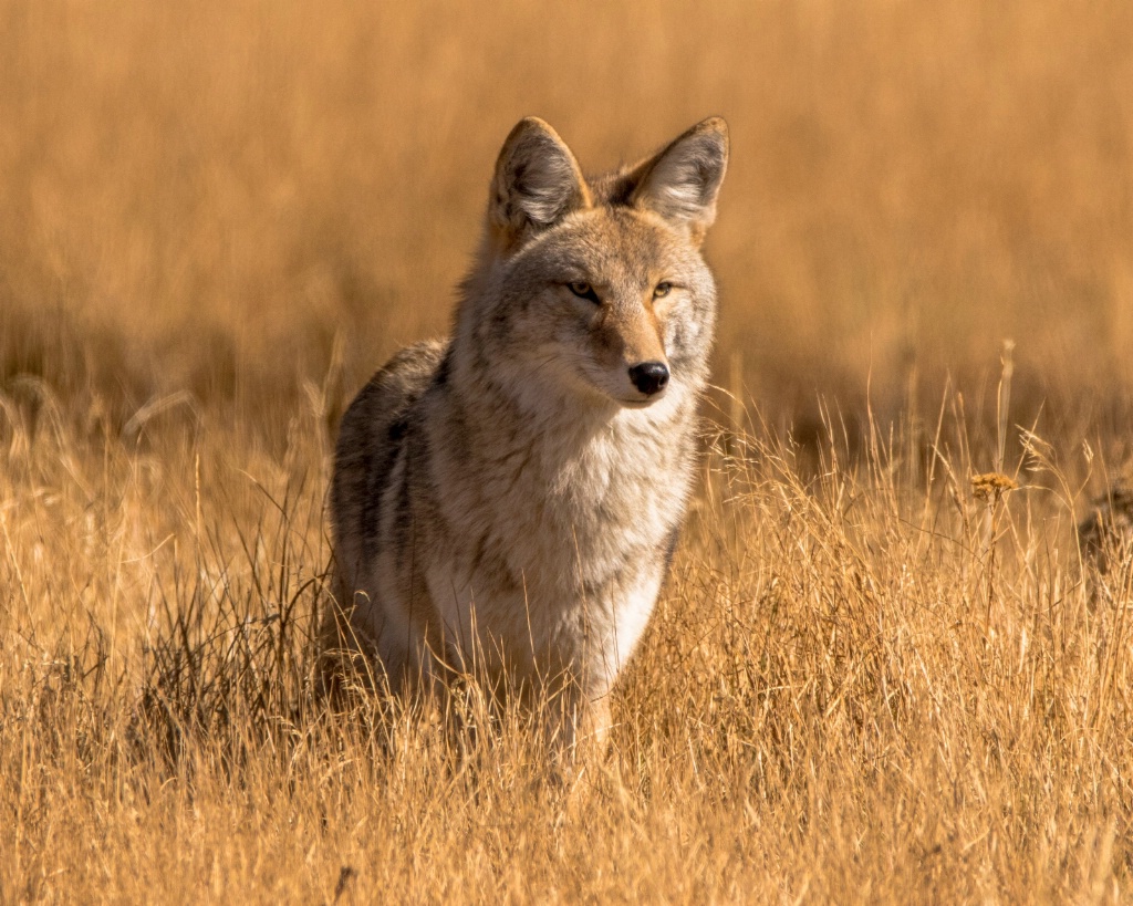 Regal Coyote - ID: 15304654 © Carol Gregoire