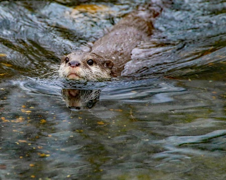 Otter