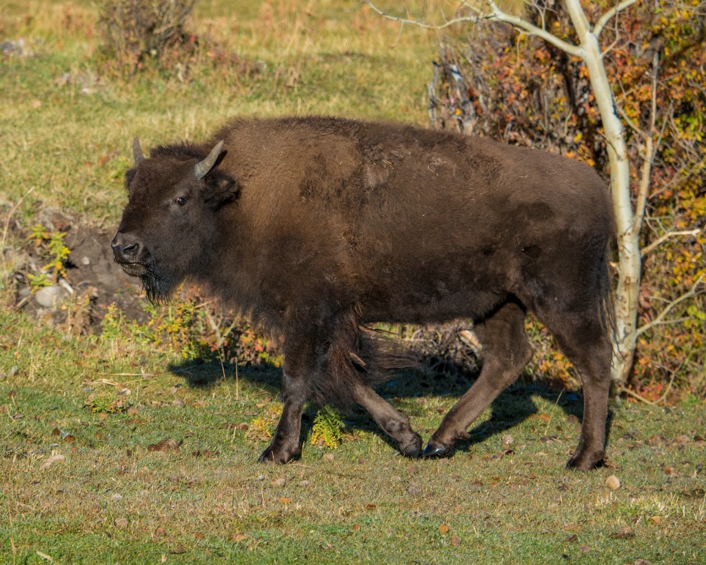 Fall Bison - ID: 15304668 © Carol Gregoire