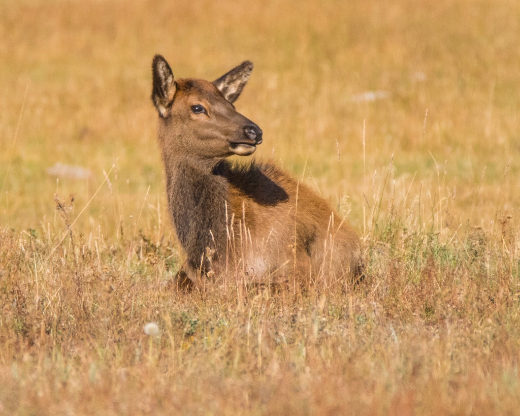 Young Elk takes a Break