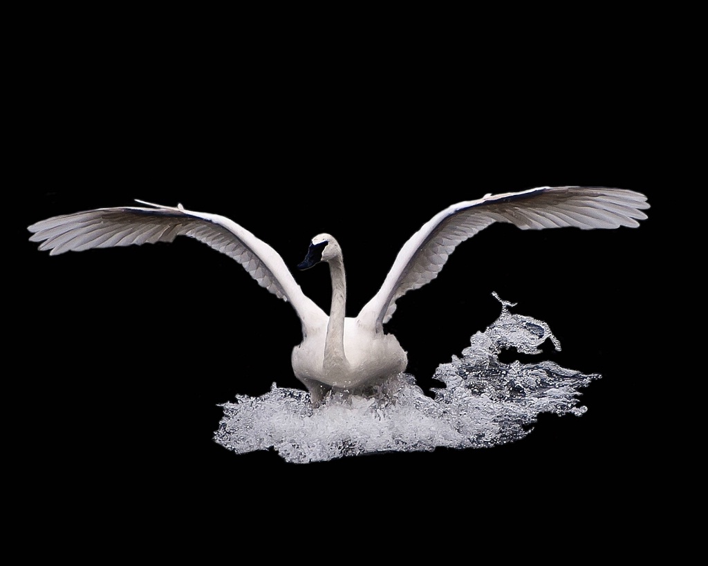 Swan on Ice