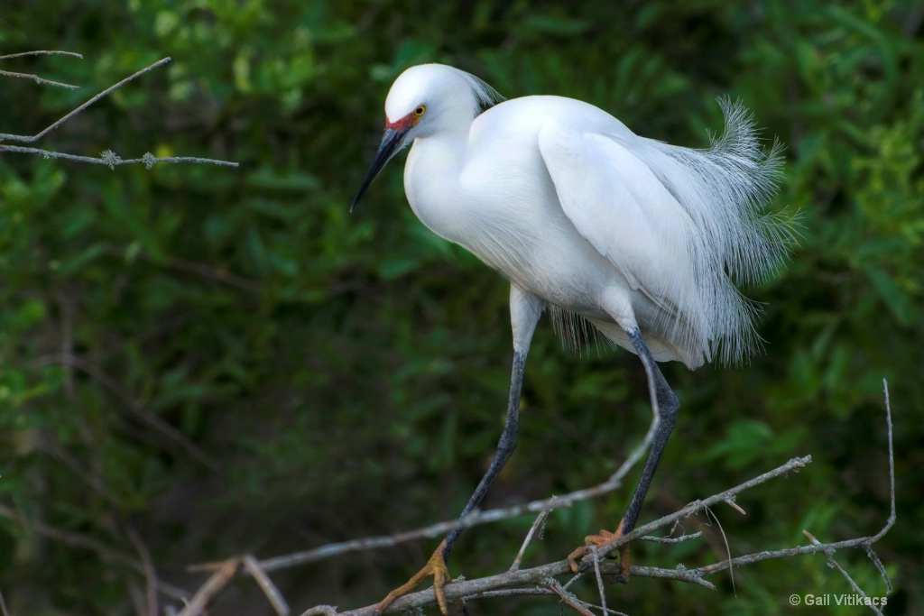 Great Egret on limb