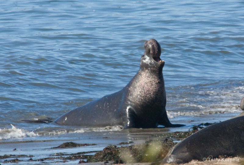 Elephant Seal Año Nuevo State Reserve - ID: 15304866 © Terry Korpela