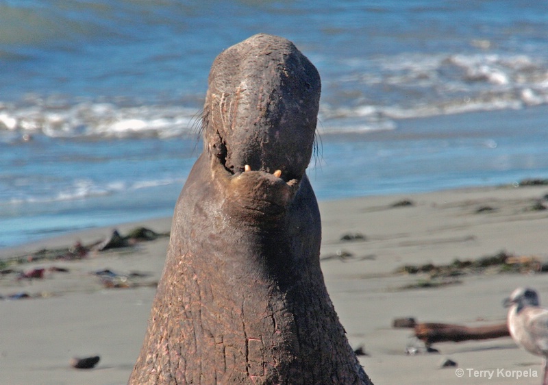 Elephant Seal (Portrait, 3 tooth smile look) - ID: 15304868 © Terry Korpela