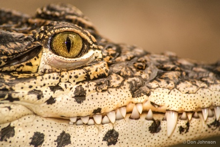 Cuban Croc Smile 1-27-17 070