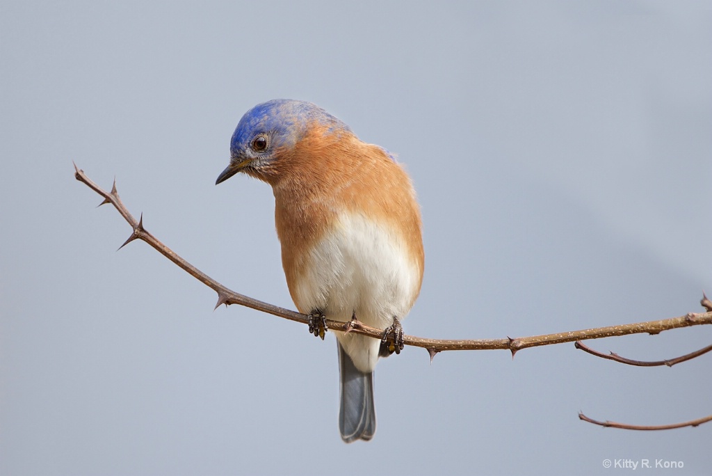Bluebird on a Branch 1