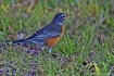 Northern Robin Fr...