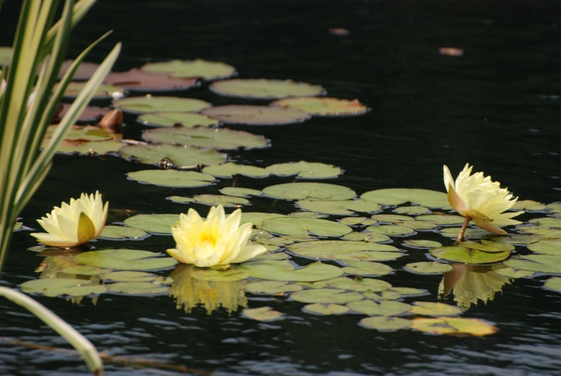 Nature Mirrored..