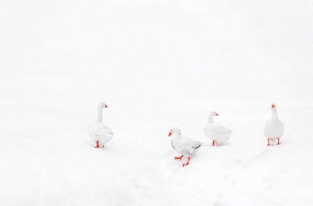 White geese