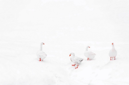 White geese