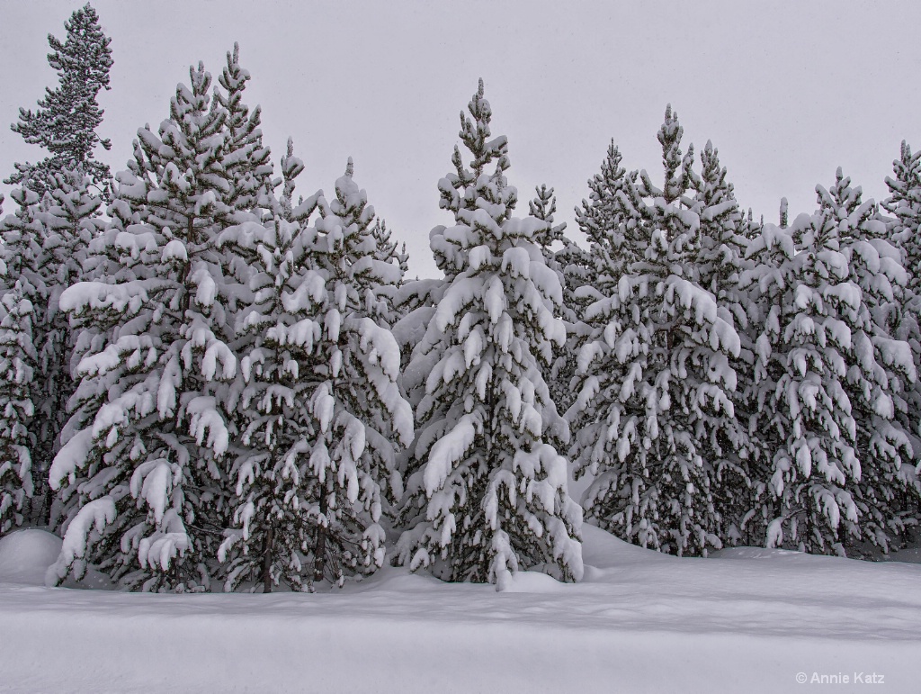 Trees Flocked with Snow - ID: 15305990 © Annie Katz