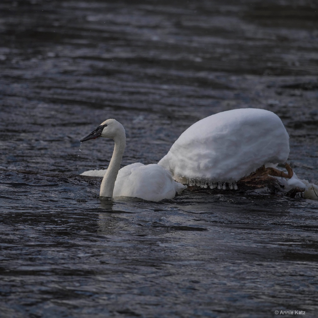Tundra Swan - ID: 15305993 © Annie Katz