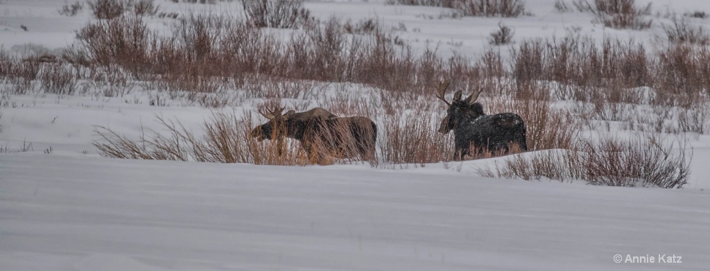 Two Male Moose - ID: 15305995 © Annie Katz