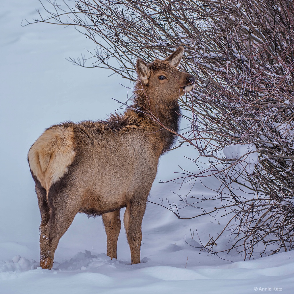 Young Elk - ID: 15306013 © Annie Katz