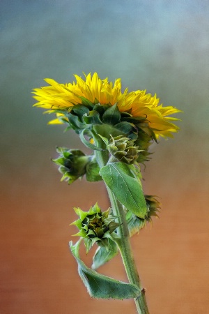 Sunflower Joy