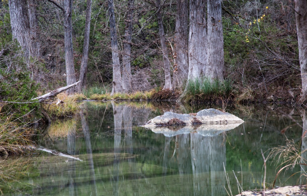 bald cypress