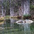 © Sydna Stout PhotoID # 15306391: bald cypress