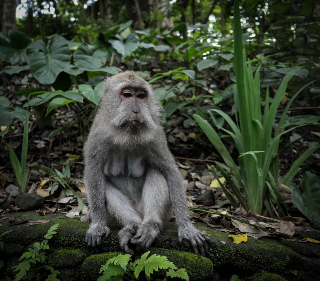 Monkey forest, Bali