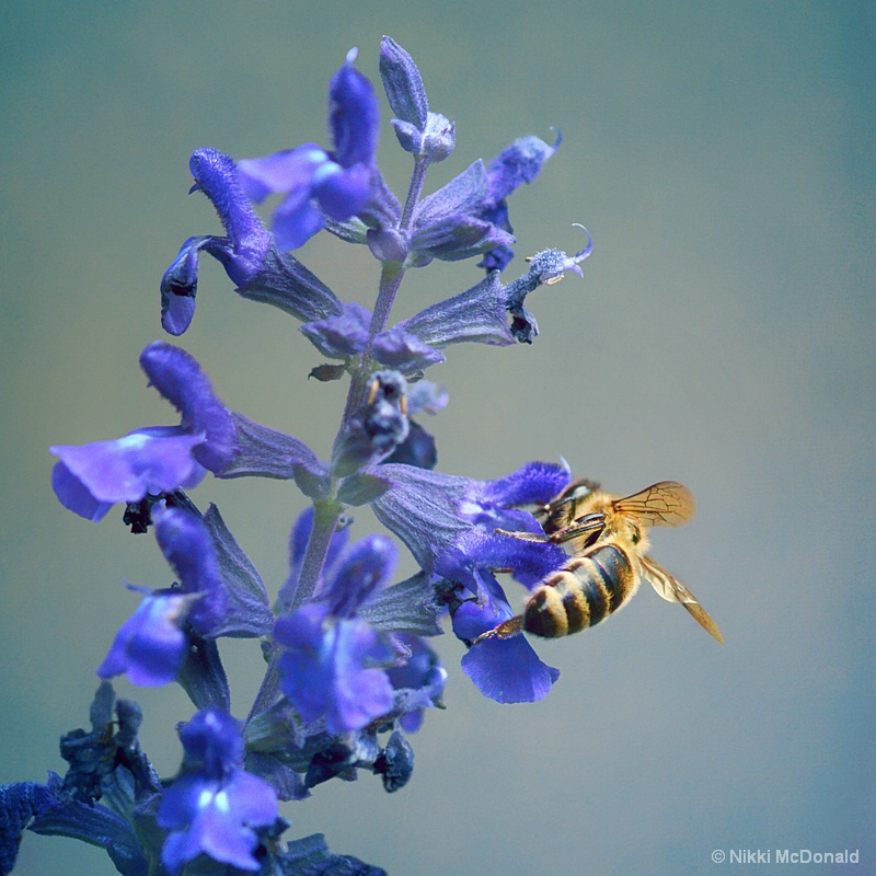 Bee on Salvia