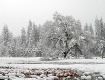 Snowy Maple