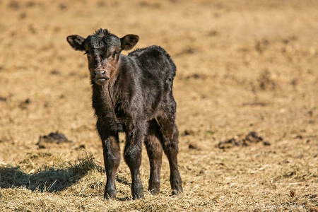 Curious Calf