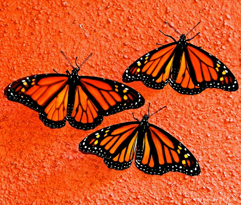 Color-coordinated Monarchs