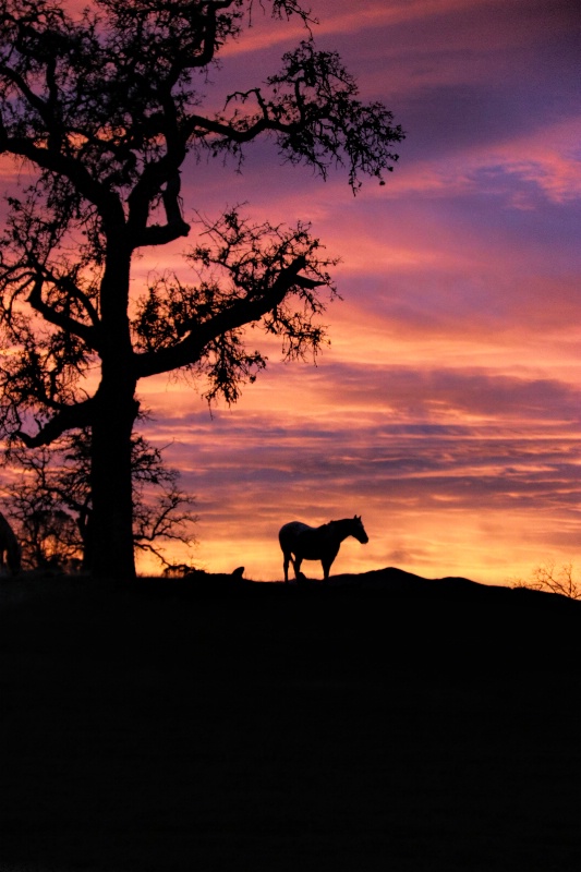 Pink Sunrise